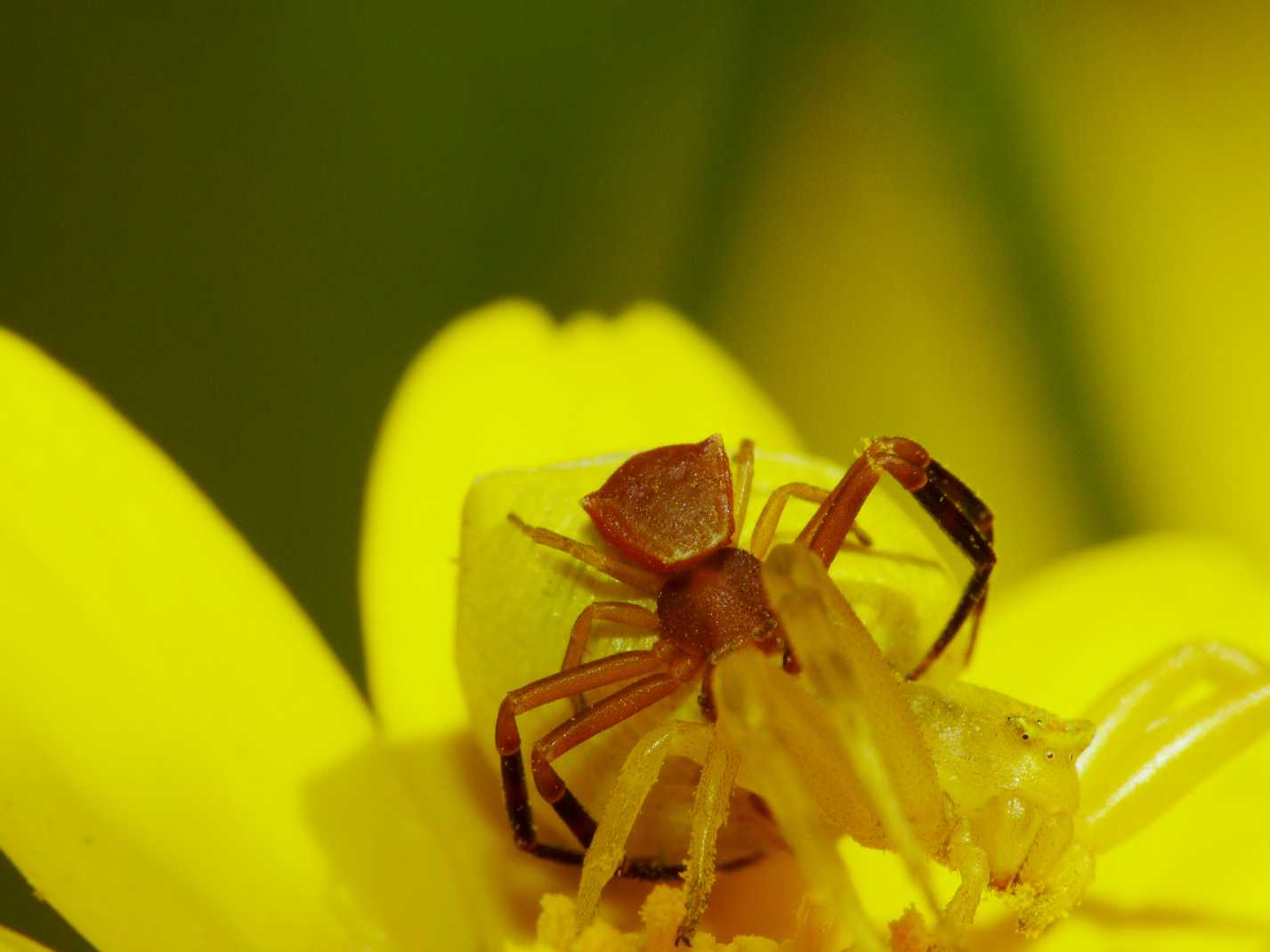Thomisus onustus - Accoppiamento